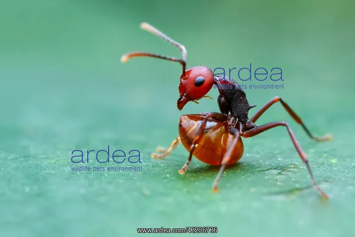 : Spiny Ant (Myrmothrinax sp.) with full belly resting : Spiny Ant (Myrmothrinax sp.) with full belly resting
