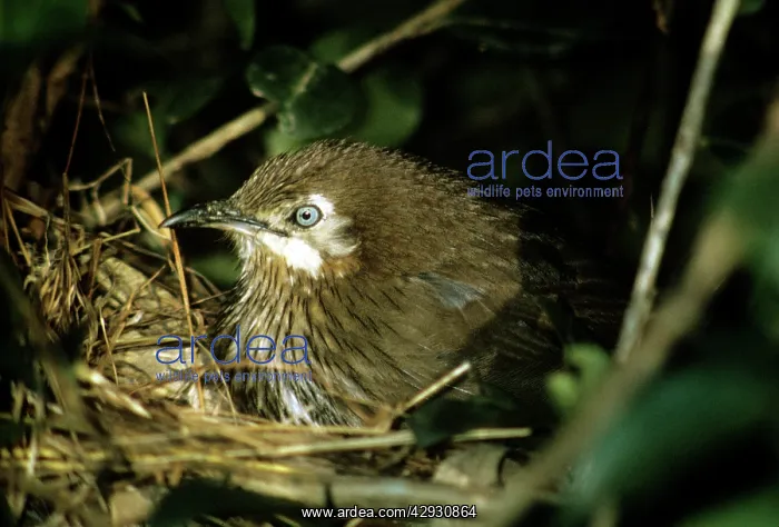 : Spiny Babber : Spiny Babber