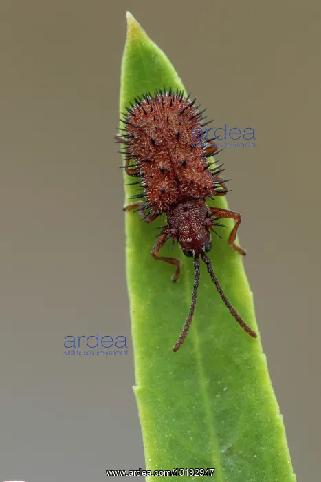 : Spiny beetle (Dicladispa (Hispa) testacea), Gruissan : Spiny beetle (Dicladispa (Hispa) testacea), Gruissan
