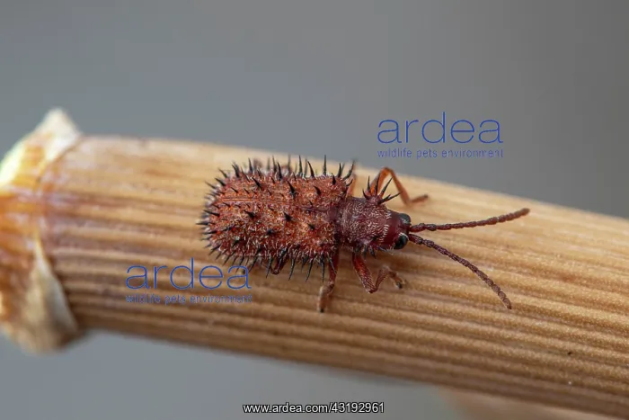 : Spiny beetle (Dicladispa (Hispa) testacea), Gruissan : Spiny beetle (Dicladispa (Hispa) testacea), Gruissan