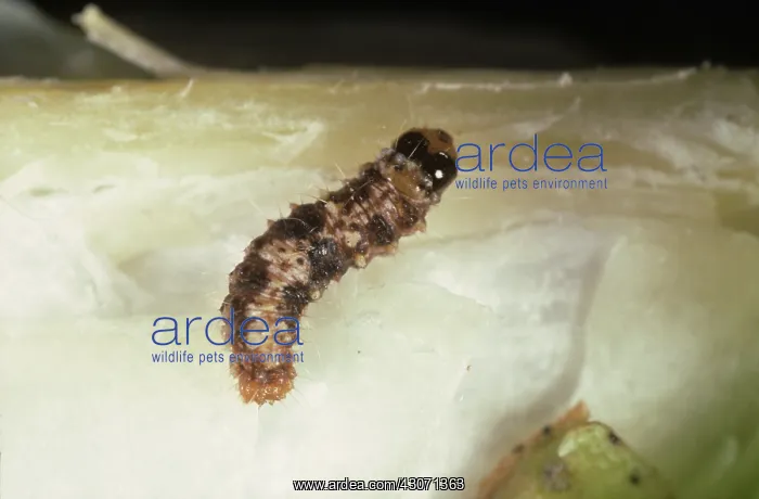 : Spiny bollworm caterpillar : Spiny bollworm caterpillar