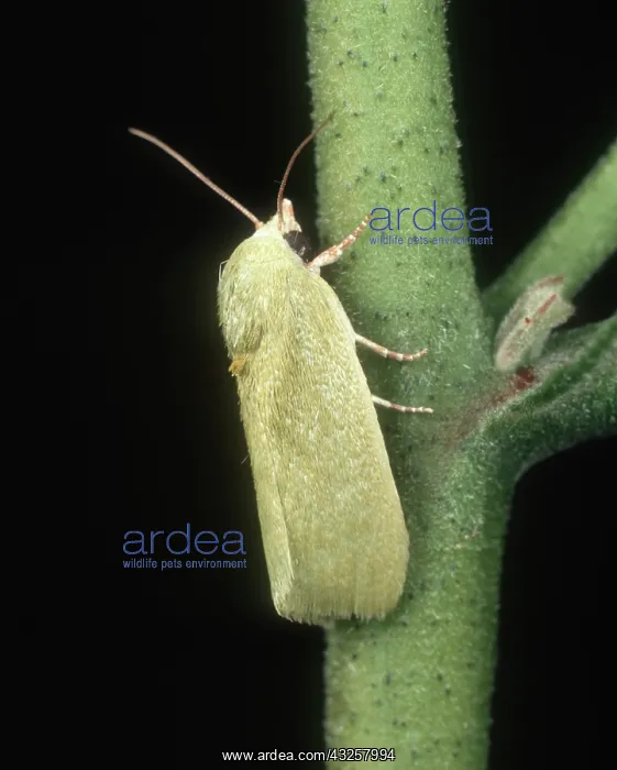 : Spiny bollworm on Cotton : Spiny bollworm on Cotton
