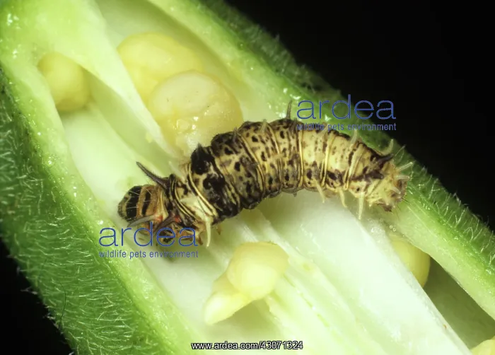 : Spiny bollworm on okra : Spiny bollworm on okra