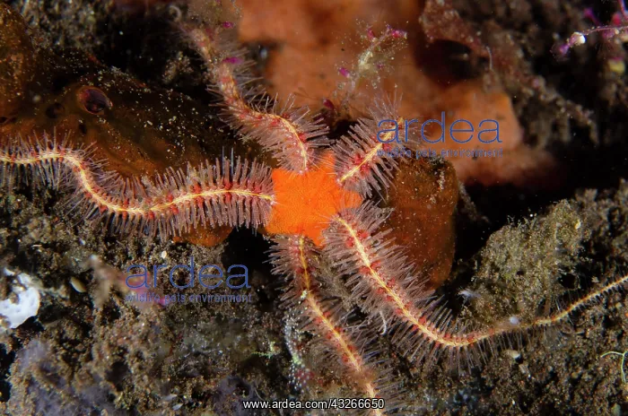 : Spiny Brittle Star - night dive - Scuba Seraya House : Spiny Brittle Star - night dive - Scuba Seraya House