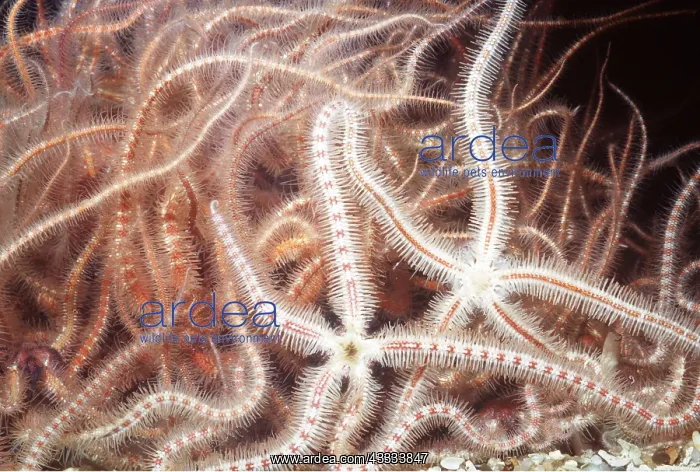 : SPINY BRITTLE STAR / Starfish : SPINY BRITTLE STAR / Starfish