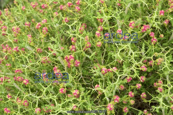  : Spiny Burnet in fruit Chios, Greece