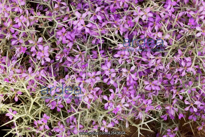 : Spiny bushy crucifer - in the Moroccan Sahara Desert : Spiny bushy crucifer - in the Moroccan Sahara Desert