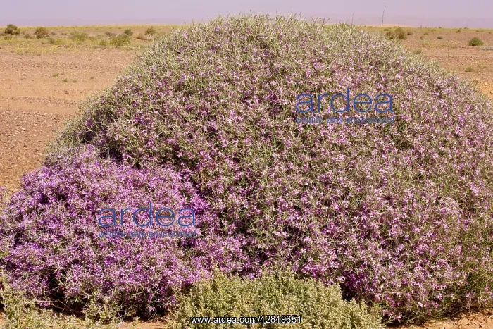 : Spiny bushy crucifer Zilla spinosa in the Moroccan : Spiny bushy crucifer Zilla spinosa in the Moroccan