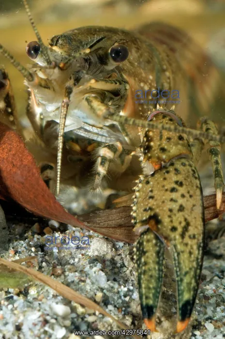 : Spiny Cheek Crayfish - close up : Spiny Cheek Crayfish - close up