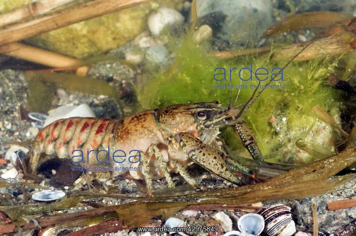 : Spiny Cheek Crayfish - in water : Spiny Cheek Crayfish - in water