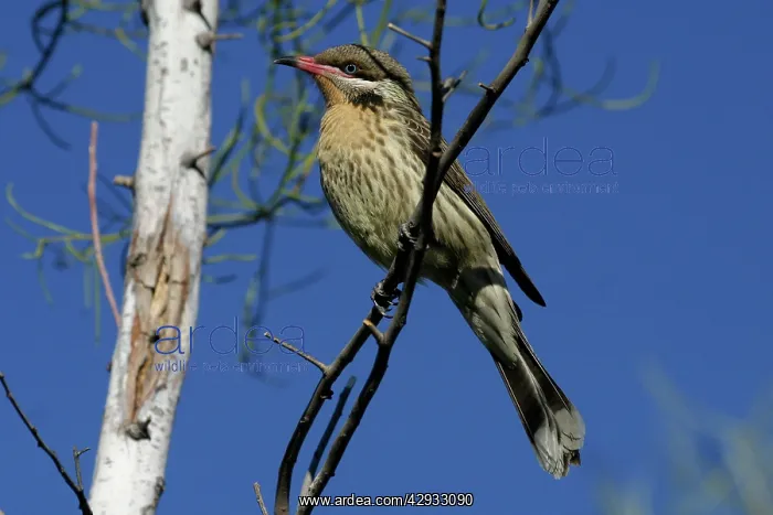 : Spiny-cheeked Honeyeater : Spiny-cheeked Honeyeater