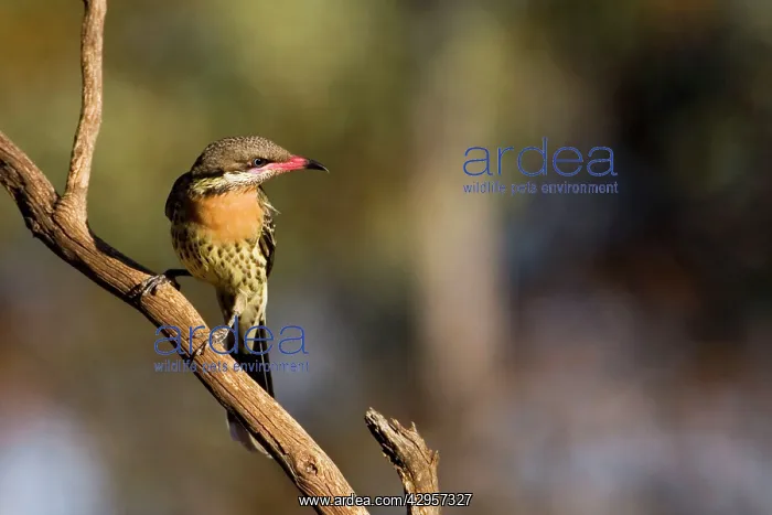 : Spiny-cheeked Honeyeater : Spiny-cheeked Honeyeater