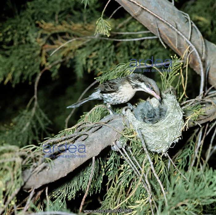 : Spiny-cheeked Honeyeater : Spiny-cheeked Honeyeater