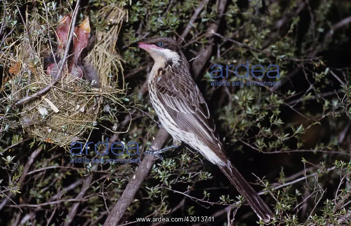 : Spiny-cheeked Honeyeater : Spiny-cheeked Honeyeater