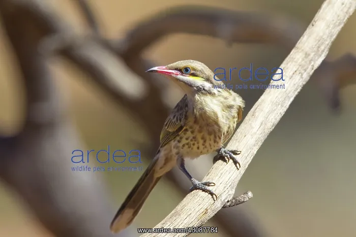 : Spiny-cheeked Honeyeater : Spiny-cheeked Honeyeater