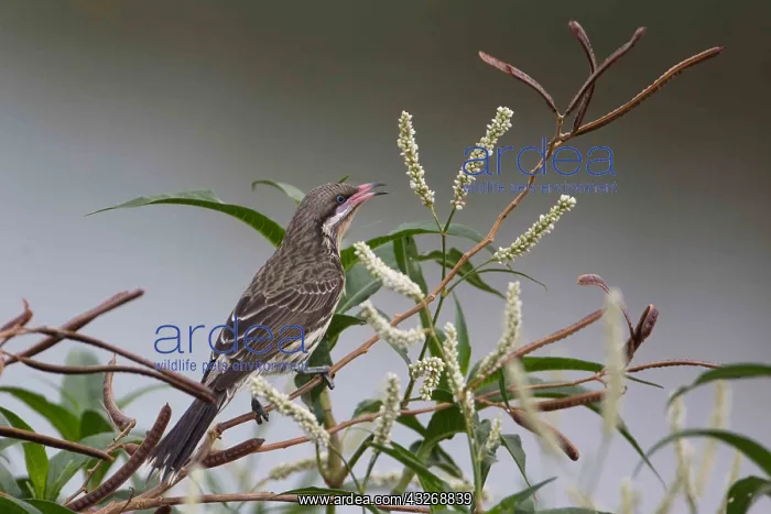 : Spiny-cheeked Honeyeater - Calling in bushes beside : Spiny-cheeked Honeyeater - Calling in bushes beside