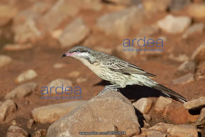 : Spiny-cheeked Honeyeater - Coming to drink at a : Spiny-cheeked Honeyeater - Coming to drink at a
