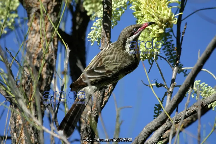  : Spiny-cheeked Honeyeater - on Corkwood, (Hakea sp)