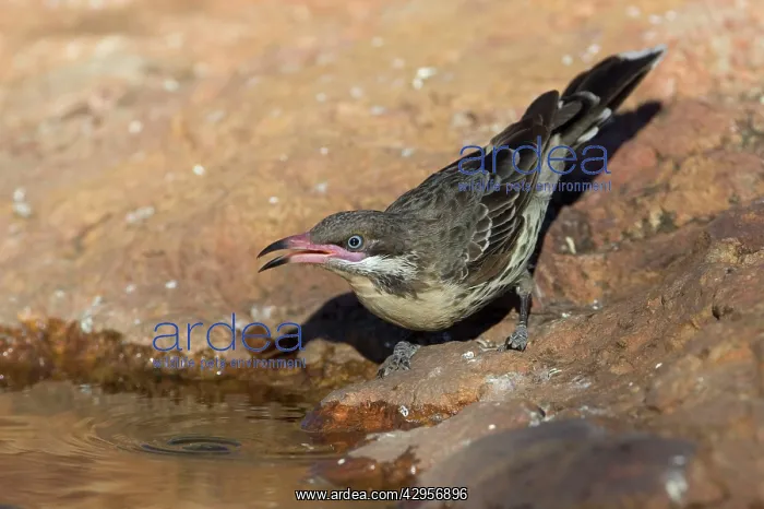 : Spiny-cheeked Honeyeater - drinking at a small pool : Spiny-cheeked Honeyeater - drinking at a small pool