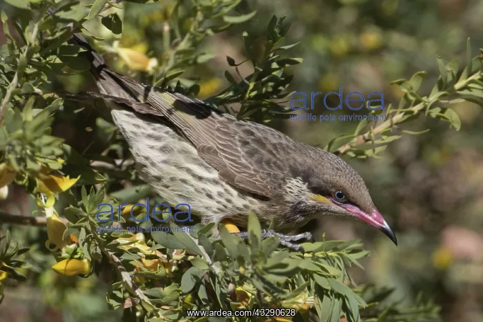 : Spiny-cheeked Honeyeater - foraging for nectar : Spiny-cheeked Honeyeater - foraging for nectar