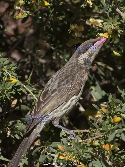 : Spiny-cheeked Honeyeater - foraging for nectar : Spiny-cheeked Honeyeater - foraging for nectar