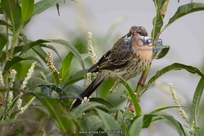  : Spiny-cheeked Honeyeater - Perched in a bush beside
