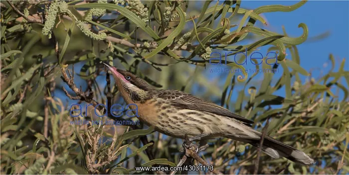 : Spiny-cheeked Honeyeater - Searching for food - : Spiny-cheeked Honeyeater - Searching for food -