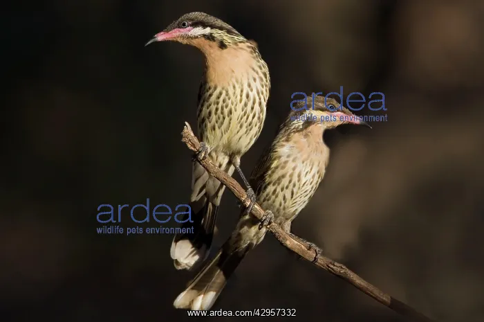 : Spiny-cheeked Honeyeaters : Spiny-cheeked Honeyeaters