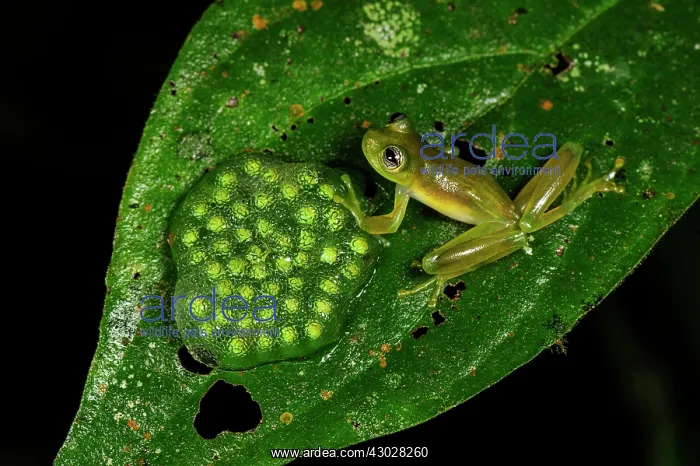 : Spiny Cochran Frog, frog spawn, San Cipriano, Choco : Spiny Cochran Frog, frog spawn, San Cipriano, Choco