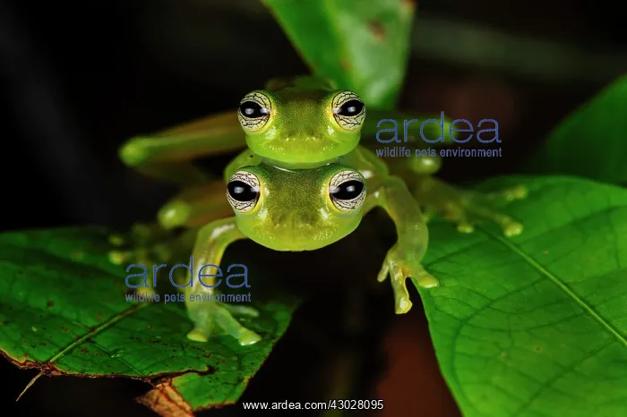 : Spiny Cochran Frog, mating, San Cipriano, Choco : Spiny Cochran Frog, mating, San Cipriano, Choco