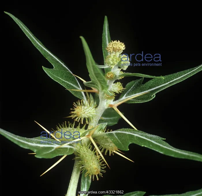 : Spiny cocklebur : Spiny cocklebur