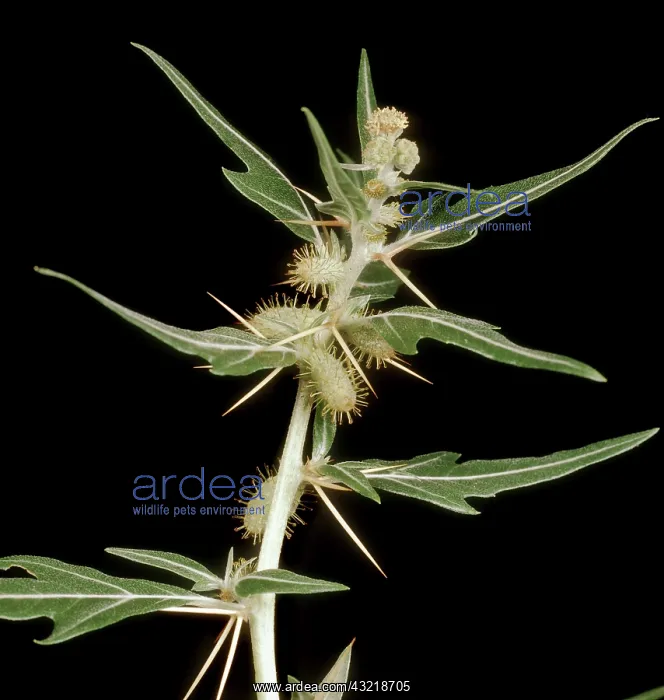 : Spiny cocklebur in flower : Spiny cocklebur in flower