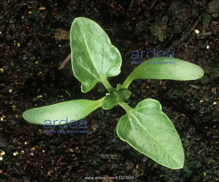 : Spiny cocklebur seedling : Spiny cocklebur seedling