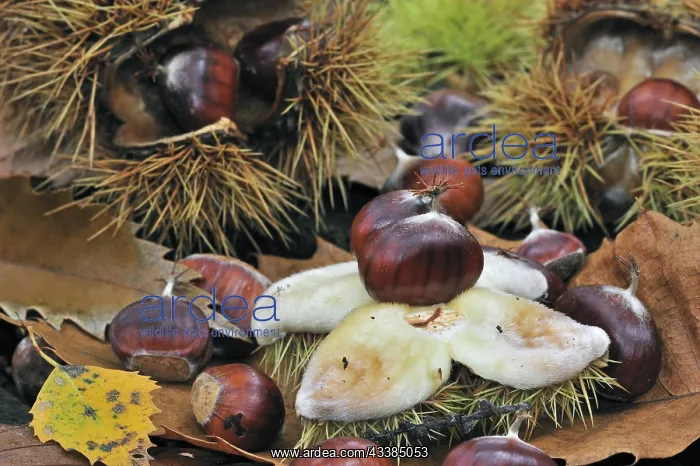 : Spiny cupules and chestnuts of the sweet chestnut ( : Spiny cupules and chestnuts of the sweet chestnut (