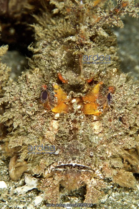 : Spiny Devilfish : Spiny Devilfish