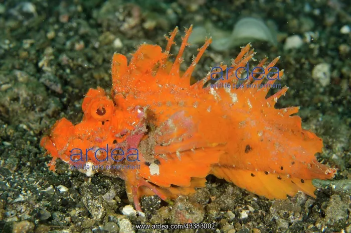 : Spiny Devilfish : Spiny Devilfish