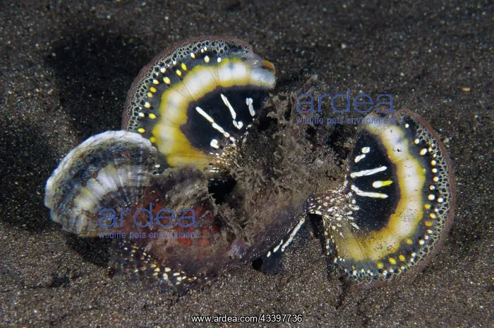 : Spiny Devilfish : Spiny Devilfish