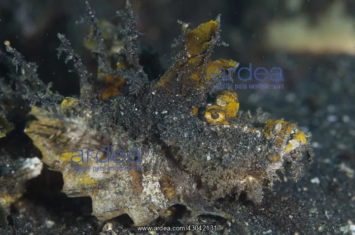 : Spiny Devilfish - on black sand - TK2 dive site : Spiny Devilfish - on black sand - TK2 dive site