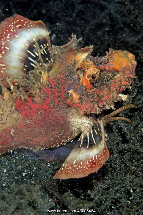 : Spiny Devilfish displaying colorful fins on black : Spiny Devilfish displaying colorful fins on black