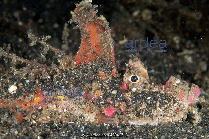  : Spiny Devilfish with spines