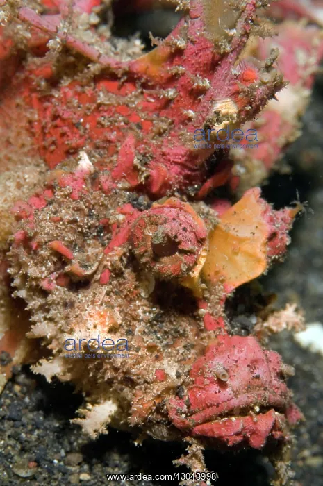  : Spiny Devilfish with spines