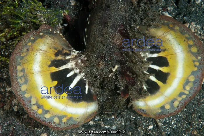 : Spiny Devilfish warning displaying colorful fins : Spiny Devilfish warning displaying colorful fins