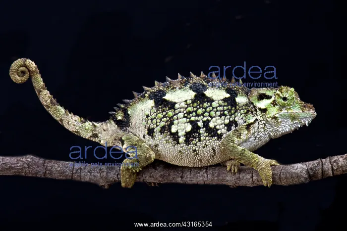 : Spiny-flanked Chameleon (Trioceros laterispinis) : Spiny-flanked Chameleon (Trioceros laterispinis)