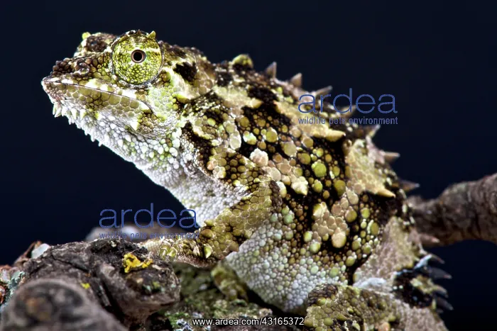 : Spiny-flanked Chameleon (Trioceros laterispinis) : Spiny-flanked Chameleon (Trioceros laterispinis)