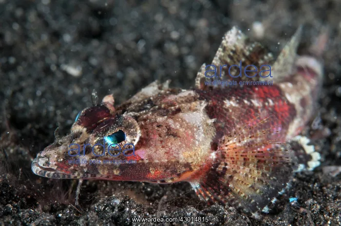  : Spiny Flathead during night dive