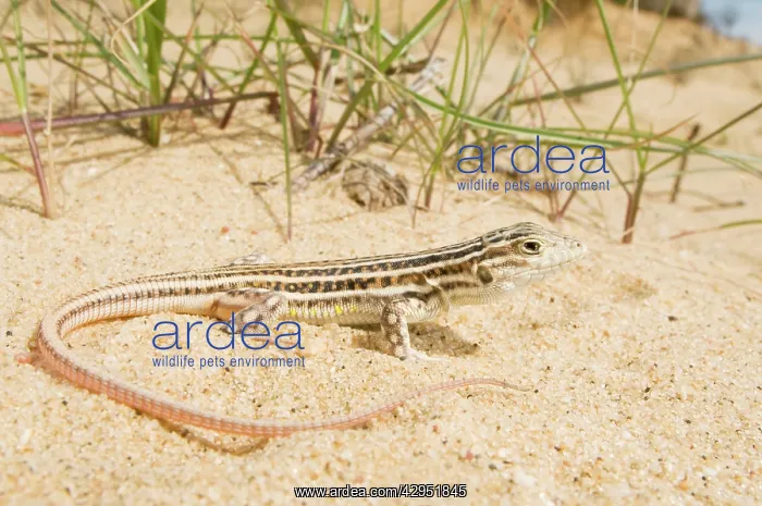 : Spiny-footed Lizard : Spiny-footed Lizard