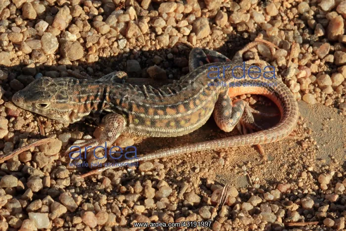 : Spiny-footed lizard (Acanthodactylus erythrurus) : Spiny-footed lizard (Acanthodactylus erythrurus)