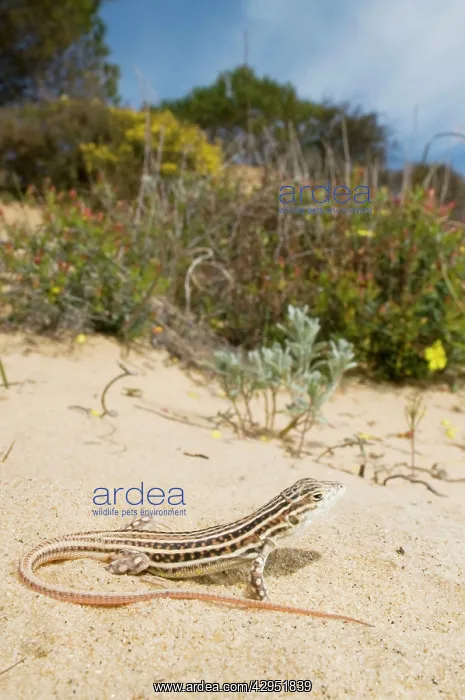 : Spiny-footed Lizard - in habitat : Spiny-footed Lizard - in habitat