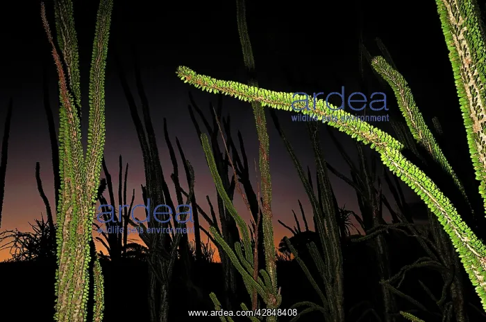 : Spiny Forest after sunset : Spiny Forest after sunset
