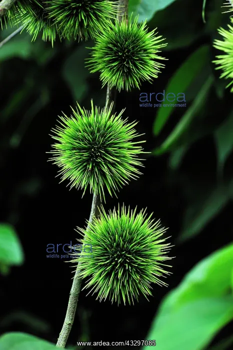 : Spiny fruit of small tree - secondary forest DR : Spiny fruit of small tree - secondary forest DR